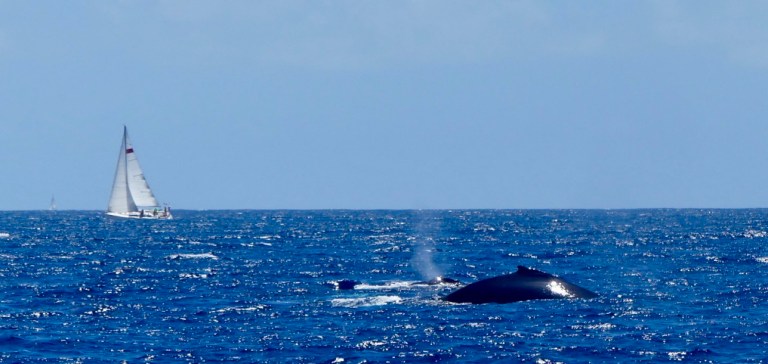 pkFleAzJQge8VeEOwN8Avw_thumb_383d