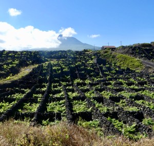 LMcw49y5SZirPYEXFWNSSg_thumb_41a0